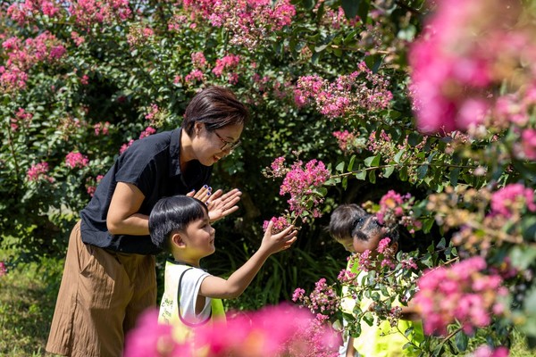 왜관읍 동산애 어린이집 이주연 원장이 원아들과 함께 백일홍 꽃을 살펴보며 즐거운 시간을 보내고 있다.(사진=칠곡군)