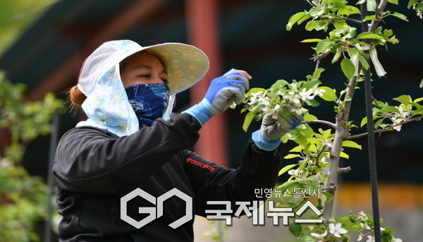 외국인 계절근로자가 농가의 일손을 돕고 있다