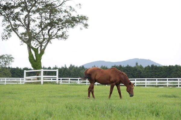제주목장에서 풀을 뜯고 있는 씨수말(사진=한국마사회)