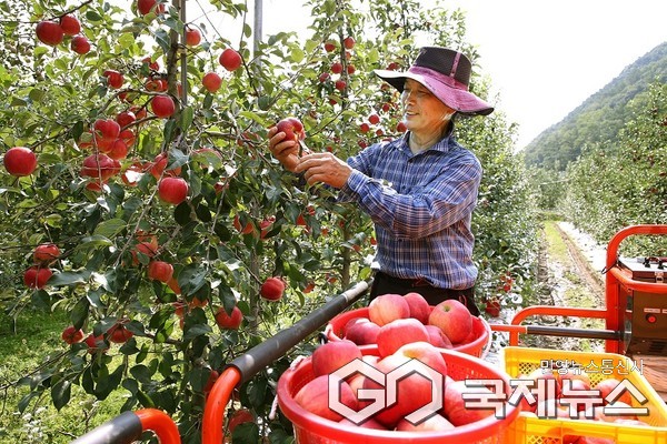 충주사과 수확 모습(사진=충주시)