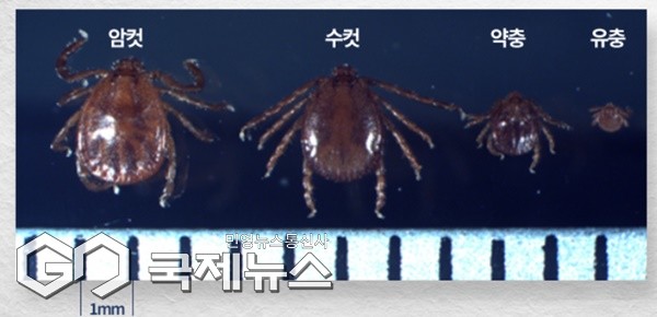 서귀포보건소는 추석 명절을 앞두고 벌초와 성묘 등 야외활동이 늘어남에 따라 중증열성혈소판감소증후군(SFTS)과 쯔쯔가무시증 등 진드기 매개 감염병 예방에 각별한 주의를 당부했다.[사진=서귀포시]