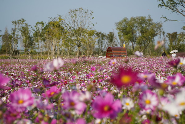 영산강정원 1억 송이 코스모스단지. ⓒ 나주시