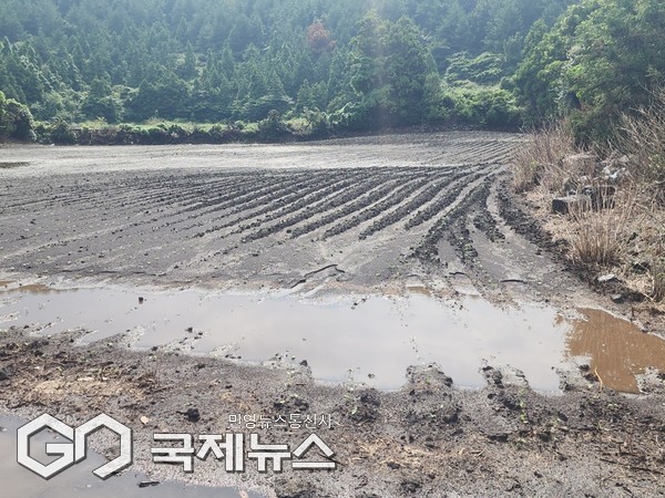 제주도는 지난 12일부터 15일까지 발생한 집중호우로 피해를 입은 농작물 등 농업분야 피해에 대해 16일부터 25일까지 10일간 피해신고를 접수받는다.[사진=제주도]