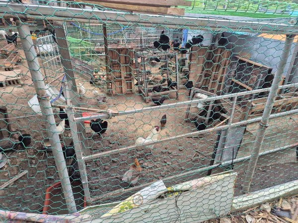 사진은 무허가 닭장 모습. (사진 = 포항시)