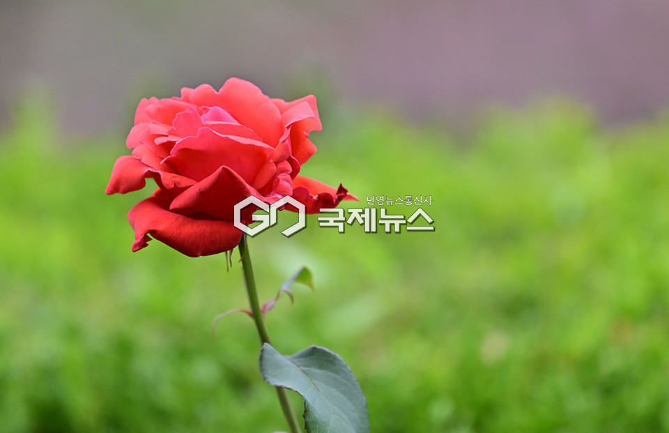 수도권 장마전선, 장미정원에는 시민들의 발길 이어져 (사진=안희영 기자)