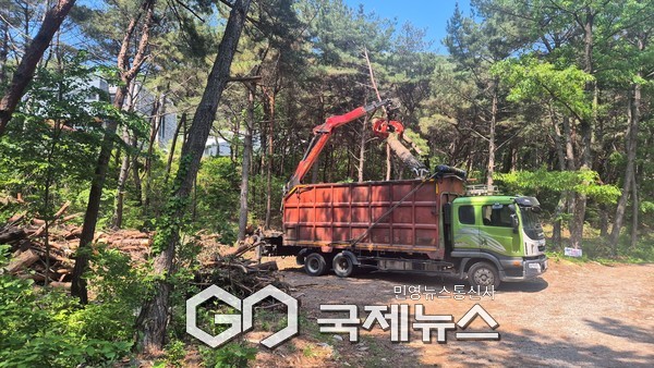  양산시는 2025년 하반기 소나무재선충병 방제에 총력전을 펼치고 있다./사진=양산시