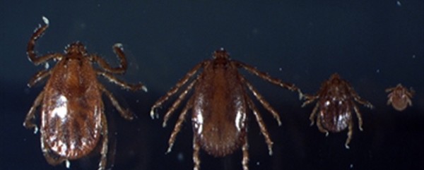 작은소피참진드기./국제뉴스통신DB