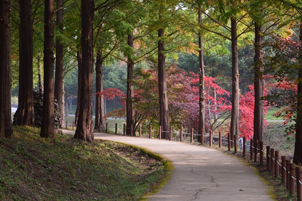 미동산 수목원 가을 모습.(제공=충북도청)