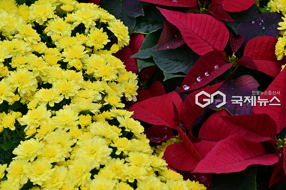 가을비 촉촉이 내린 추석 연휴, 숭의역 수인선바람길숲에서 인천국화전시회 (사진=안희영 기자)