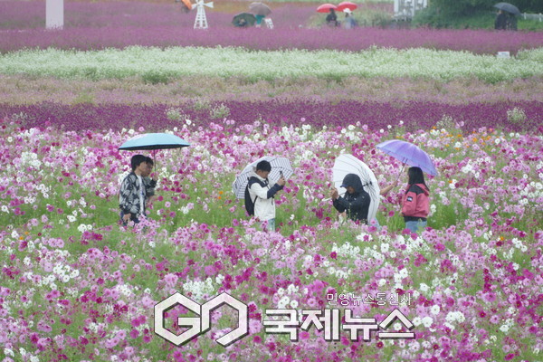 양주 나리공원, 추석연휴 시민들로 북적...가을비 속 ‘힐링 나들이..코스모스 등 다채로운 가을꽃이 만개해 장관을 이루고 있다. (사진.이운안 기자)