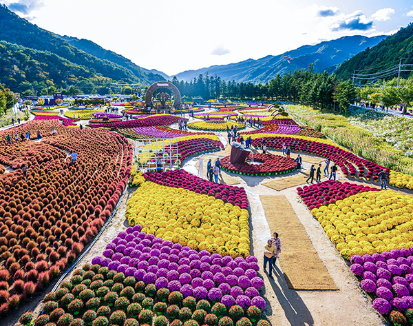 ‘인제 가을꽃축제’ / 인제군문화재단 제공
