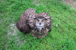 ▲수리부엉이 ⓒ광주시