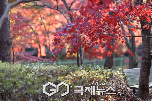 성주산 단풍. 사진=보령시