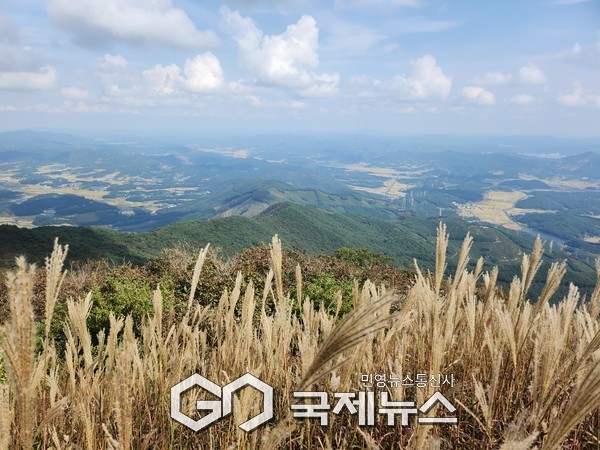 오서산 억새꽃. 사진=보령시