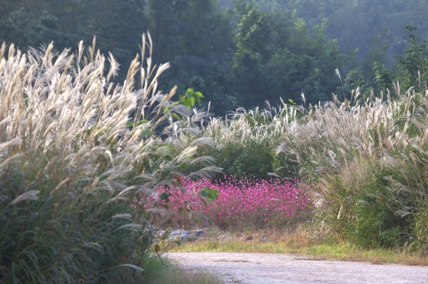  사진은 포항시 남구 인덕산 자연마당에 만개한 억새와 장미 풍경. (사진 = 포항시)