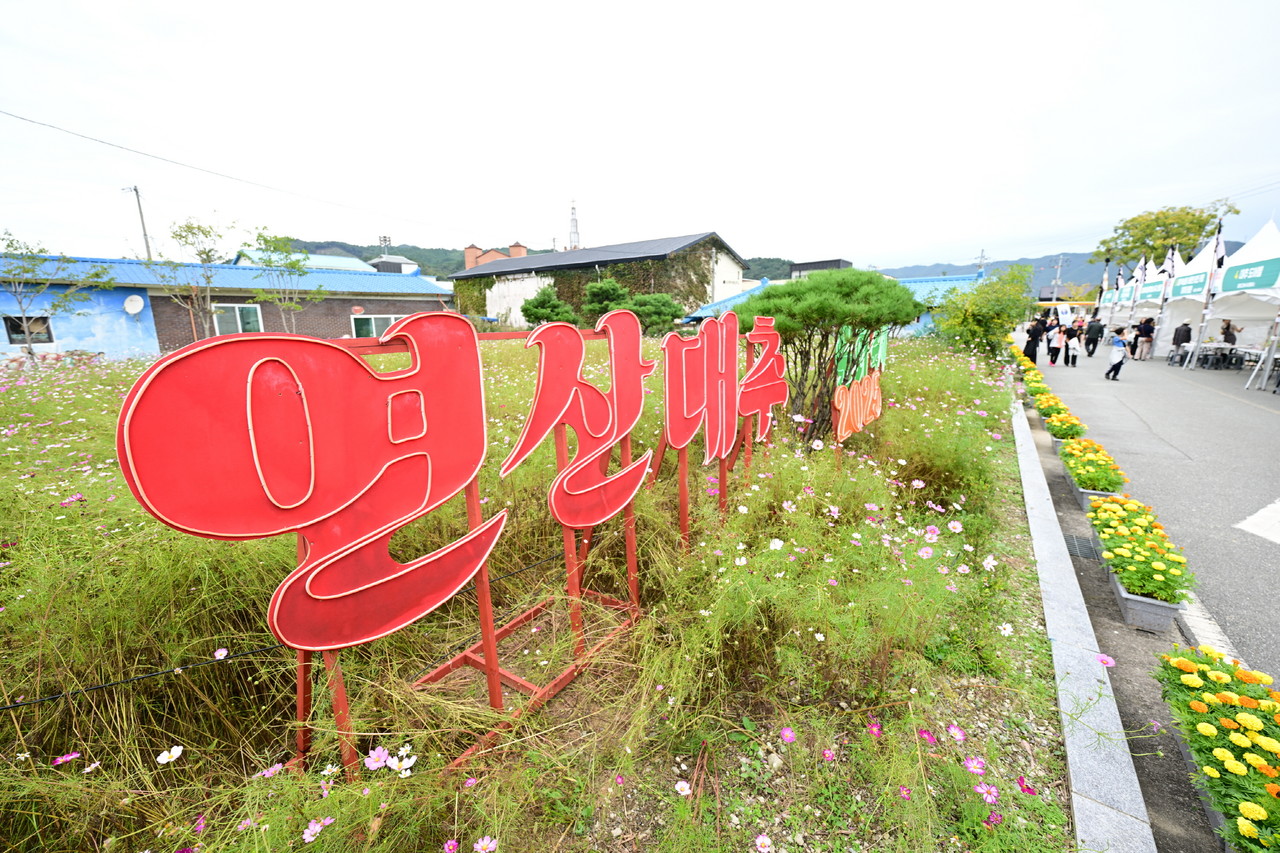 연산대추문화축제 를 알리는 입간판 (논산시)