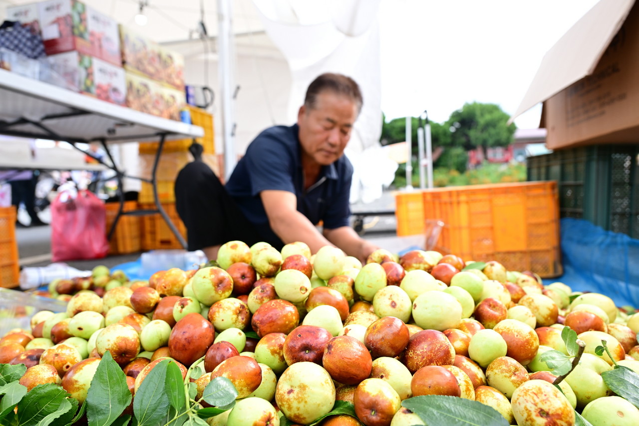 가을 햇살 아래 붉게 익은 연사대추 (논산시)