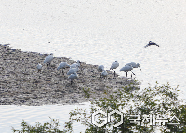 (사진/안산환경재단) 안산갈대습지 생태누리관 앞 갯벌 지역에서 멸종위기야생생물 II급 저어새(Platalea leucorodia) 10여마리가 먹이활동을 하는 모습을 관찰했다고 21일 밝혔다.