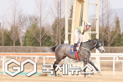 글라디우스(올해 3월 23일 동아일보배 우승 모습)