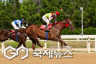 빈체로카발로(올해 5월 18일 서울마주협회장배 우승 모습)