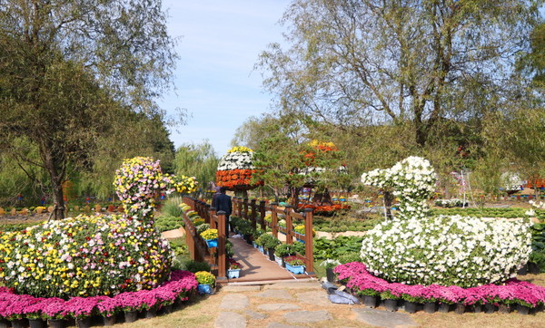 다양한 색상의 국화로 만들어진 조형물 (태안군)