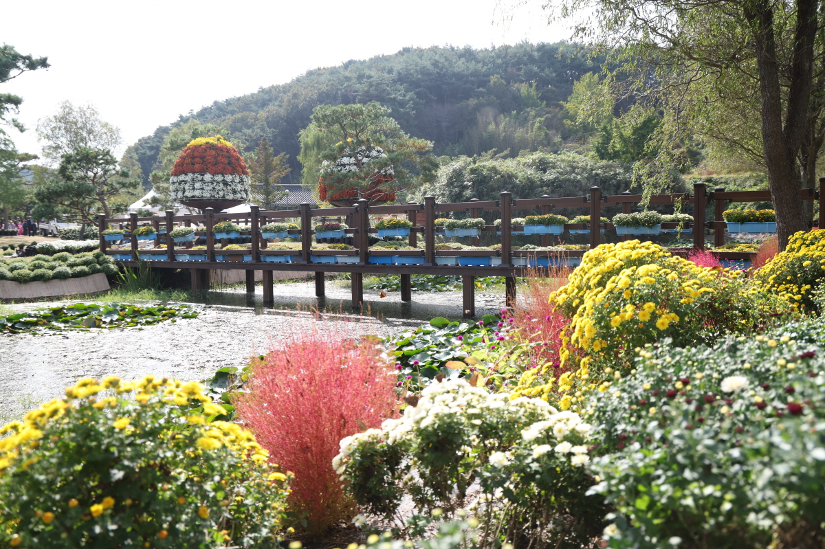 국화 축제의 별미는 낮과 밤의 매력의 차이를 느껴 볼 수 있다 (태안군)