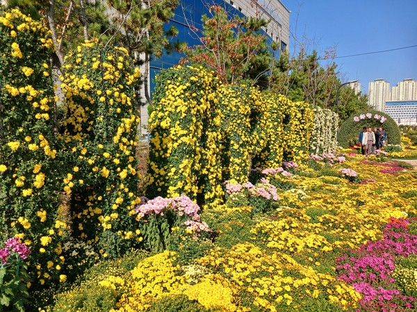 마산가고파국화축제 장면. 2024년 자료사진. (김선환 기자)