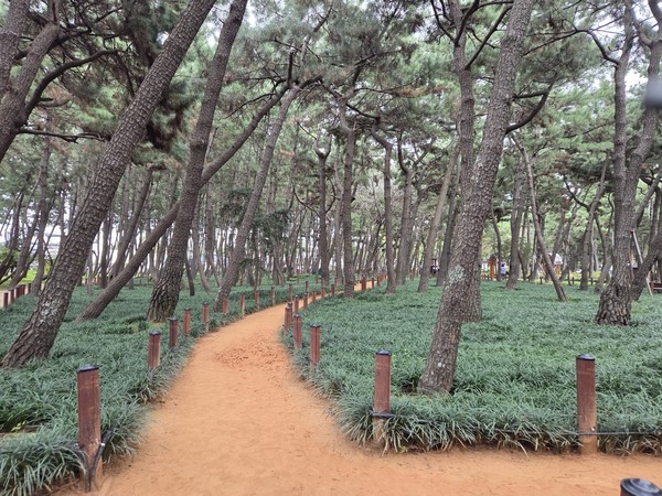 사진은 산린청이 주관한 대한민국 '모범도시숲'에 선정된 포항 송도솔밭도시숲 전경. (사진 = 강동진 기자)