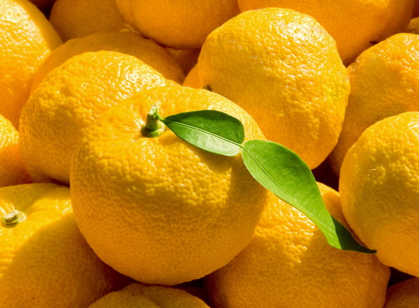 고흥유자. ⓒ 고흥군