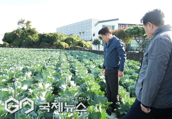 신엄리 양배추 재배 농가에서는 작황을 점검하고 농업 현장의 애로사항에 귀를 기울였다.  올해 제주지역 양배추 재배면적은 1,820헥타르(ha)로 전년 대비 12% 늘었지만 강원·전남 등 육지부 재배면적 확대로 가격이 급락해 수급 조절이 필요한 상황이다.[사진=제주도]