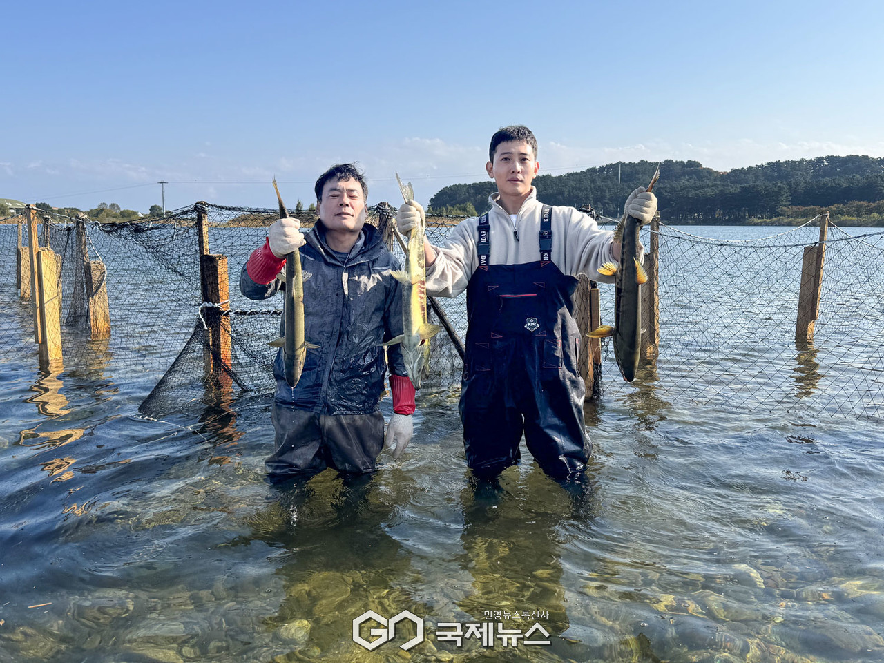 (제공=경북도) 왕피천 연어 포획