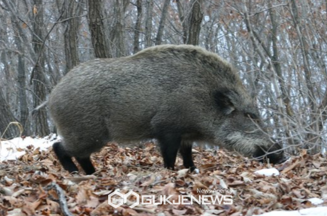 사진은 기사와 무관함. 야생멧돼지 (사진=환경부)