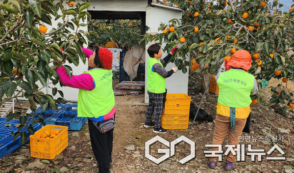 의령군여성단체협의회 감 수확 농촌 일손돕기 봉사.
