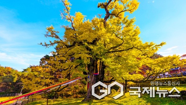 영국사 은행나무.(제공=영동군청)