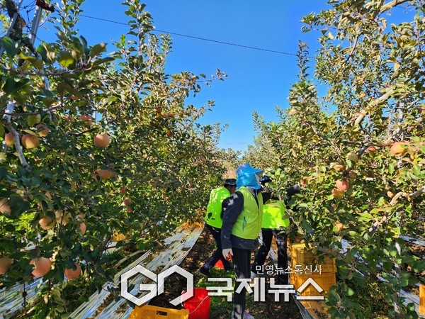 직원들이 사과수확 일손돕기를 하고 있다/예산군청 제공