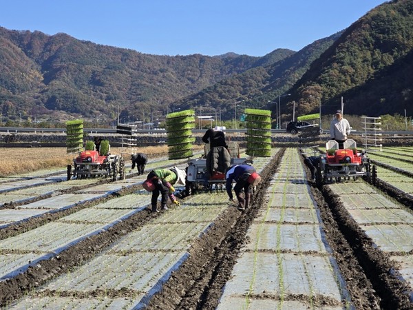 (사진=장수군)양파 기계화 정식 모습