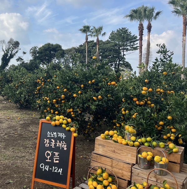 소노캄 제주 내 감귤농장 전경[사진=소노인터내셔널 제공]
