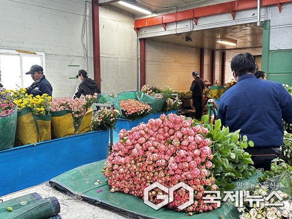 장미 농가 모습.(제공=진천군청)