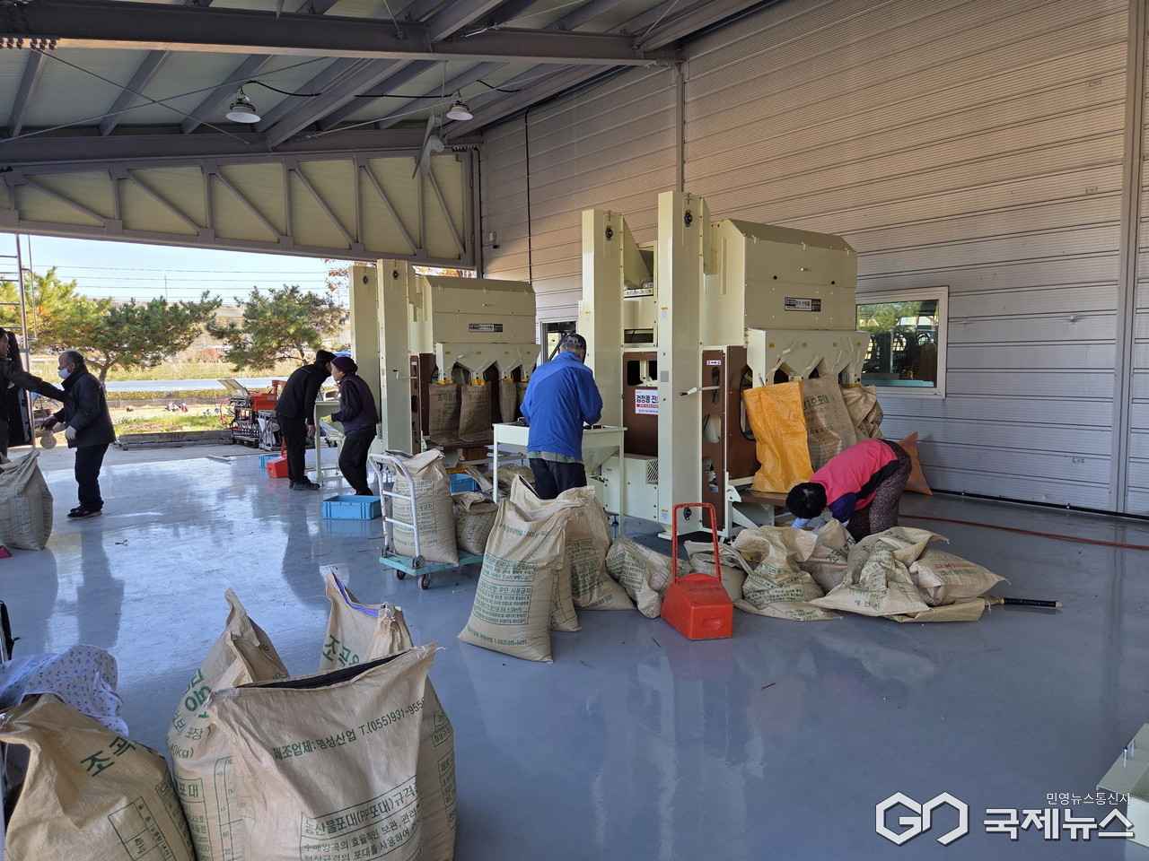 (제공=영천시) 콩 정선기를 이용하고 있는 농업인들