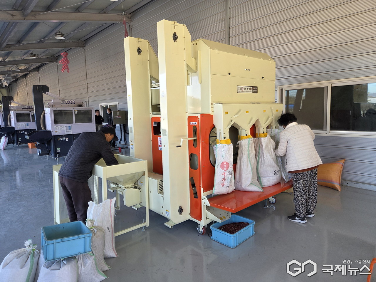 (제공=영천시) 콩 정선기를 이용하고 있는 농업인들