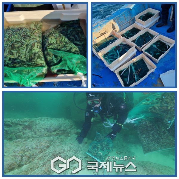 ▲해삼 방류 작업   사진=삼척시수산자원센터