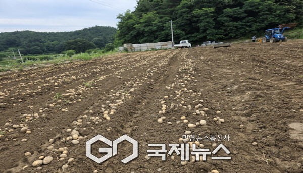 감자 밭 전경
