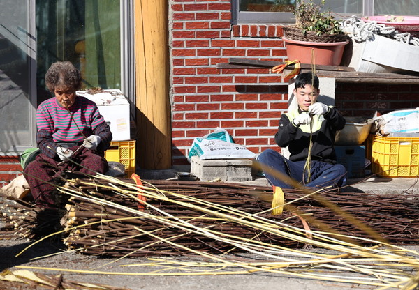 전통한지의 주 원료인 닥나무를 쪄내 껍질을 벋기고 있는 모습