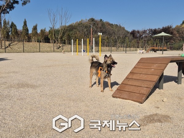 반려동물과 함께 즐기는 놀이터 문 열다/홍성군청 제공