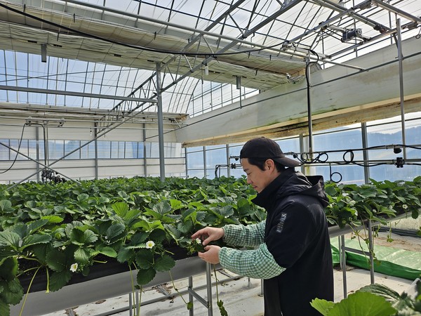마규선씨가 강진군경영실습임대농장에서 딸기 잎제거 작업중인 모습. ⓒ 강진군