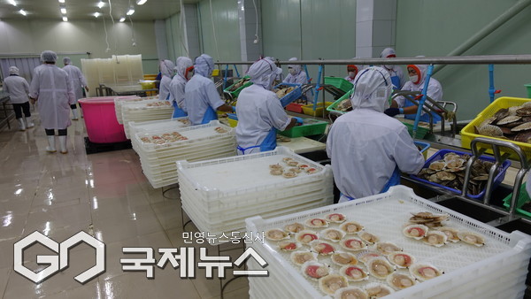 태국 현지 공장에서 일본산 가리비를 손질하고 있는 작업 현장/제공=부산식약청
