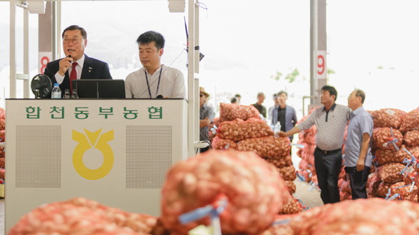 합천동부농협 건마늘 초매식 자료사진