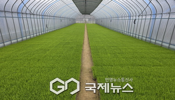 벼 보급종(일품종) 볍씨를 벼모판에 육묘하는  모습