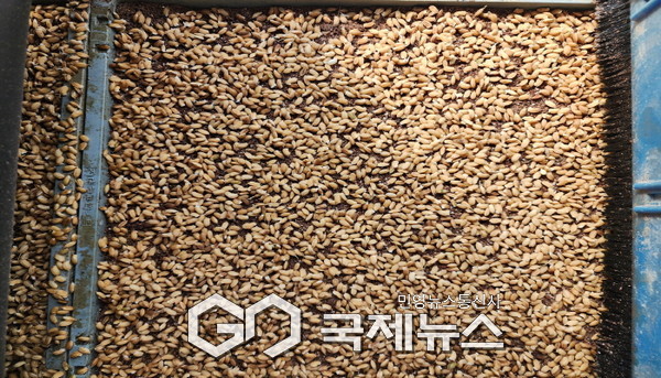 벼 보급종(일품종) 볍씨 파종한 모습