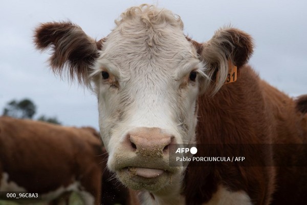 우루과이 소. 사진제공/AFP통신